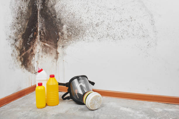Best Fast Mold Removal  in Gerber, CA