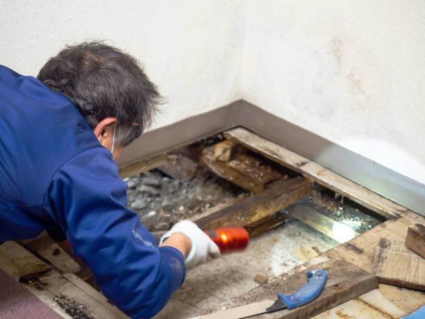 Best Professional Mold Removal  in Gerber, CA