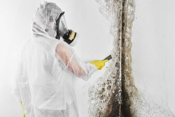 Trusted Gerber, CA Mold Removal Experts