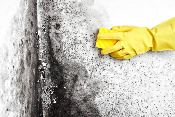 Best Toxic Mold Removal  in Gerber, CA