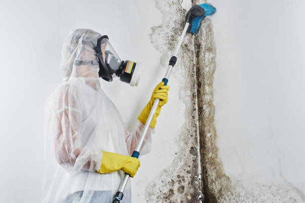 Best Mold Cleaning Services  in Gerber, CA