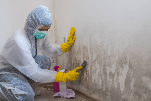 Best Mold Removal Process  in Gerber, CA