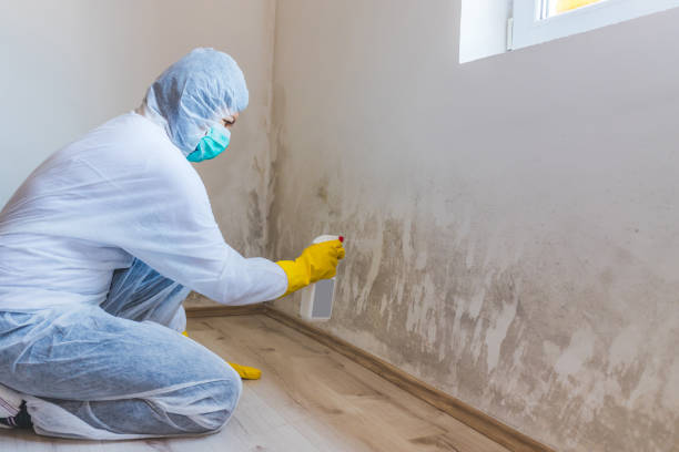 Mold Removal Process in Gerber, CA