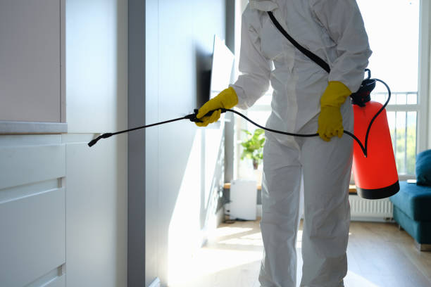 Best Black Mold Removal  in Gerber, CA