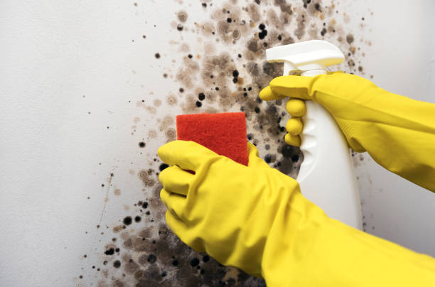 Best Fast Mold Removal  in Gerber, CA