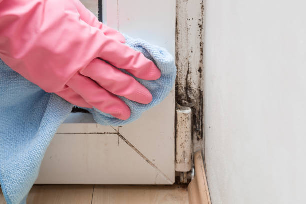 Best Mold Removal Company Near Me  in Gerber, CA