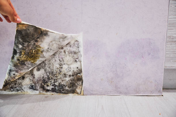  Gerber, CA Mold Removal Pros